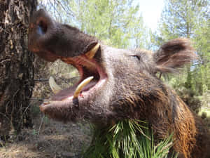 野豬在松樹林中咆哮的特寫。 — 野生動物 壁紙