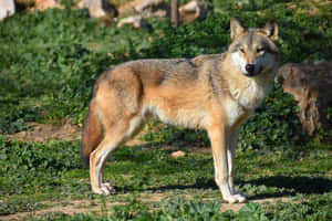 一頭灰狼站在有岩石和植物的草地上。 — 野生動物 壁紙
