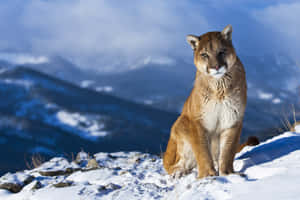 一隻美洲獅棲息在白雪覆蓋的山頂上，背景是積雪的山脈。 — 野生動物 壁紙