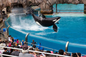 虎鯨從水中躍起，人群在水族館表演中觀看。
