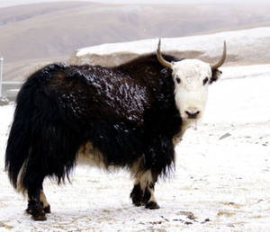 一頭黑白氂牛站在雪地上，背景有山丘。 — 雪 壁紙