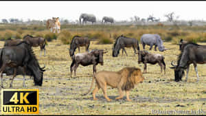 一頭雄獅在非洲稀樹草原上行走於角馬、犀牛和大象之間。 — 非洲動物 壁紙