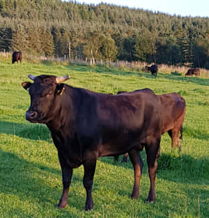 黑色公牛站在草地上，其他牛在樹旁吃草。 — 乳牛動圖 壁紙