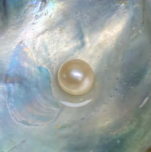 一顆珍珠嵌在色彩繽紛的虹彩貝殼內部 — 珠寶 壁紙