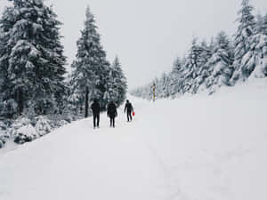 三個人走在冬季森林的雪徑上。 — 冬季風景 壁紙