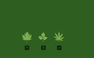 三個風格化葉子圖標，下方有符號，在綠色背景上 — 酷炫大麻 壁紙