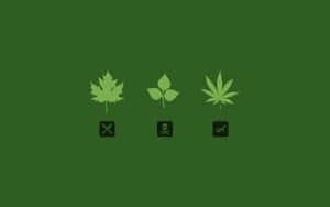 三個風格化的葉子圖示，下方有符號，在綠色背景上 — 植物美學 壁紙