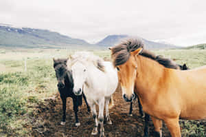 三匹冰島馬站在草地上，身後是積雪的山峰。 — 可愛動物動圖 壁紙
