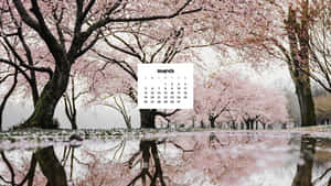 三月日曆漂浮在池塘上，倒映櫻花和樹木 — 春天花朵 壁紙
