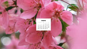 三月日曆疊加在粉紅櫻花和綠葉上。 — 春天花朵 壁紙