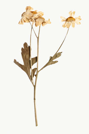 淺色背景上帶有棕色莖葉的乾燥洋甘菊花。 — 乾淨 壁紙