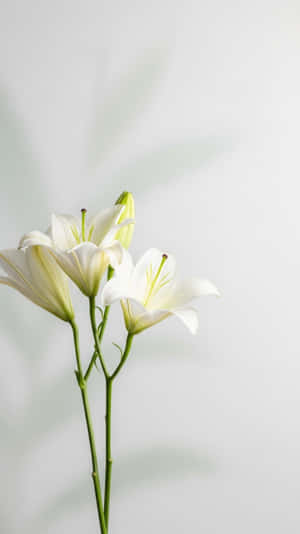 三朵白色百合花，帶有綠色莖，在淺灰色背景上，有葉影 — 極高畫質 壁紙