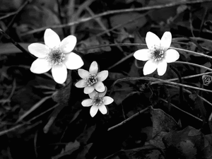 三朵白花在黑白相間的深色樹葉和樹枝中生長。 — 白色花朵 壁紙