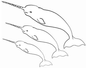 三條獨角鯨以黑色線條藝術風格向上游動。 — 獨角鯨 壁紙