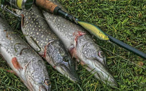 草地上的三條梭子魚、釣竿和假餌