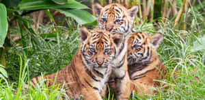 三隻藍眼睛的老虎幼崽藏在綠草和樹葉中。 — 野生動物 壁紙