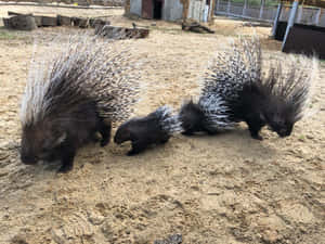 三隻帶有刺的豪豬在動物園圍欄內的沙地上行走。 — 猛禽 壁紙