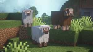 三隻Minecraft羊站在草地上的像素化戶外場景。 — 我的世界 壁紙