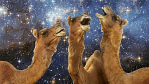 三隻張開嘴的駱駝在繁星點點的宇宙天空前。 — 野生動物 壁紙