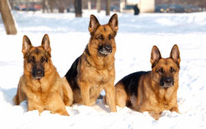 三隻德國牧羊犬坐在雪中，口鼻上有霜。