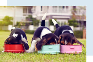 三隻比格犬幼犬在草地上從彩色碗中進食。 — 德國狼犬 壁紙