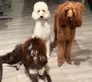 三隻捲毛貴賓犬在木地板上坐著和站著。 — 貴賓狗 壁紙