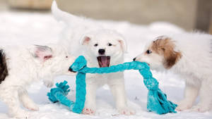 三隻小狗在雪中拉扯一條藍色繩索玩具。 — 比特犬幼犬 壁紙