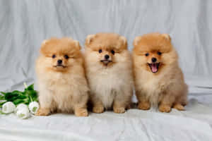 三隻毛茸茸的橙色博美犬幼崽與白色鬱金香一起坐在白色布料上。 — 可愛 壁紙