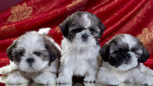 三隻可愛的西施犬幼犬在反光表面上擺姿勢，背景是紅色和金色布料。 — 可愛動物 壁紙
