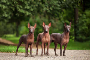 三隻無毛的墨西哥Xoloitzcuintli狗站在森林中的碎石路上。 — 大笑 壁紙