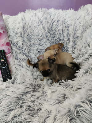 三隻吉娃娃幼犬在遙控器旁邊的 fluffy 毛毯上一起睡覺。 — 可愛小狗 壁紙