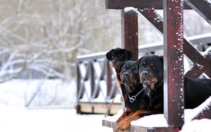 三隻羅威納犬坐在冬日灑滿白雪的木製門廊欄杆上。 — 羅威那犬 壁紙