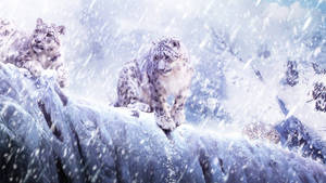 雪豹在冰崖上，山區暴風雪中。 — 動物 壁紙