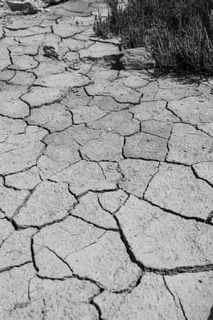 乾裂土地與稀疏灌木的黑白影像。 — iPhone 4 壁紙