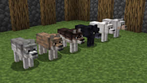 五隻不同顏色的Minecraft狼排成一線站在草地上。 — 我的世界 壁紙