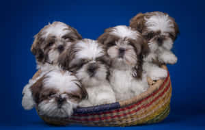 五隻可愛的西施犬幼犬依偎在彩虹編織籃中，背景為藍色。 — 可愛小狗 壁紙