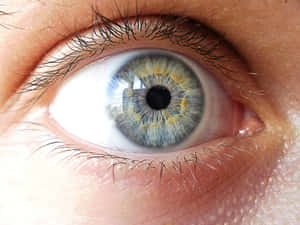 人類眼睛的特寫，帶有藍色和金色虹膜細節。 — 眼睛 壁紙