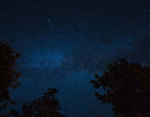 剪影松樹框住了一個繁星點點的夜空，銀河清晰可見。 — 月夜星空 壁紙