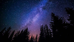 在燦爛星空和銀河下的松樹剪影。 — 星星 壁紙