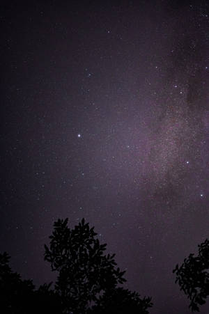 剪影樹枝框住了一個充滿活力的星空夜空，銀河在其中。 — 暗紫色美學 壁紙