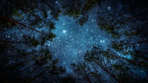 透過森林樹冠看到的星空夜空。 — 星空動畫 壁紙