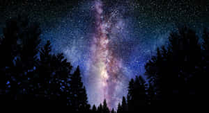 銀河系在星空下拱起於松樹的黑暗剪影之上。 — 夜晚 壁紙