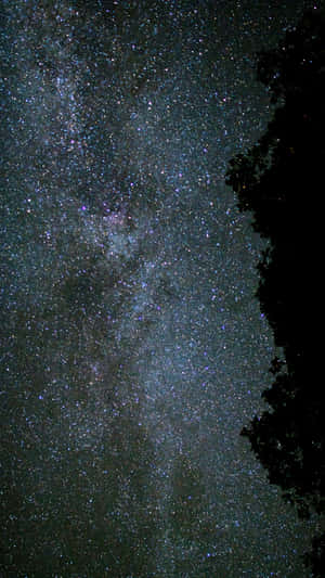 夜晚樹影上方有星星的銀河系。 — 暮光 壁紙