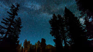 松樹剪影框住了可見銀河的星空。 — 暮光 壁紙