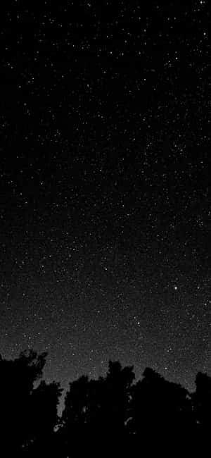 樹梢黑暗剪影之上的星空 — iPhone 14 Plus 壁紙