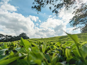 一排排茶樹在明亮的藍天白雲下延伸至山坡。 — 茶園 壁紙