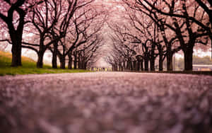 春天粉紅色櫻花隧道下的小徑。 — 樹木 壁紙