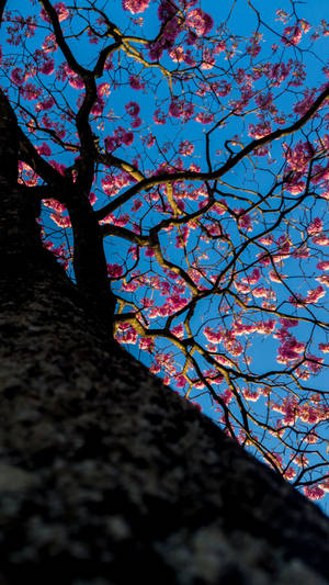 開滿粉紅色花朵的樹木，襯托著清澈的藍天。 — 櫻島麻衣 壁紙