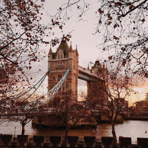 夕陽下的倫敦塔橋，被泰晤士河畔的秋樹環繞。 — 英格蘭 壁紙