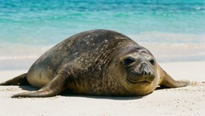一隻海豹在清澈藍色海水的熱帶海灘上閒逛。 — 夏威夷 壁紙